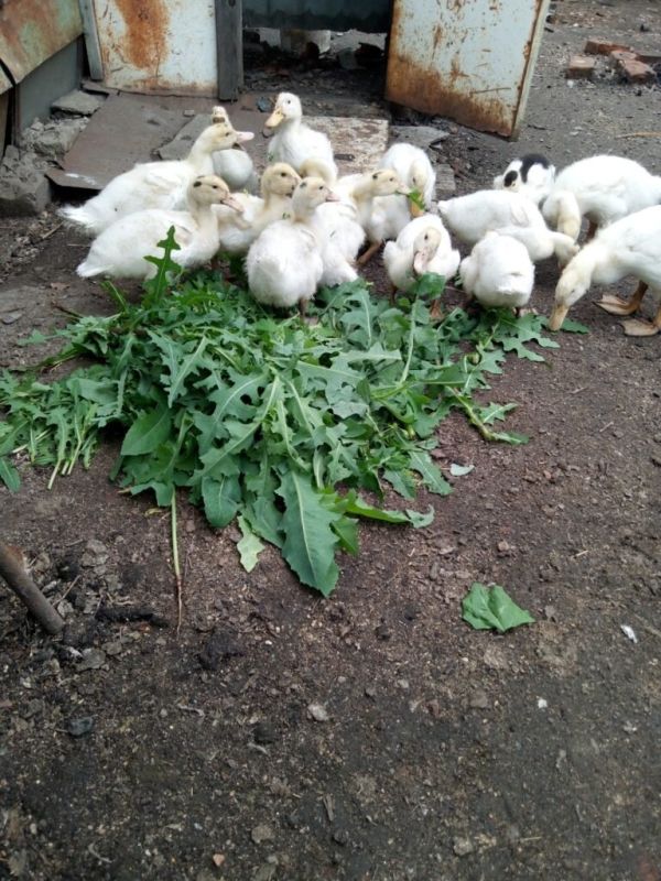 ������ ������� � ��������� ���� ��� ��������� ���������?