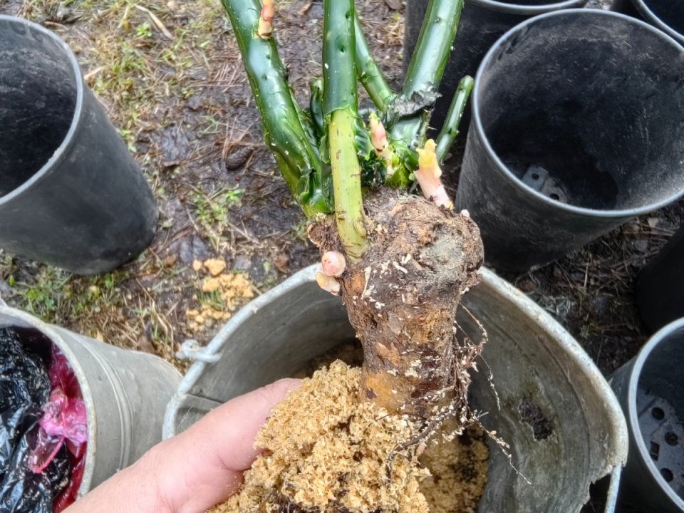 ��� ��������� �� ��������� � ��������: ������ ��� ���������