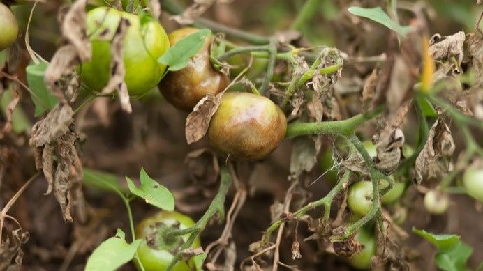 Эффективная борьба с фитофторой: секрет недорогого решения для дачников