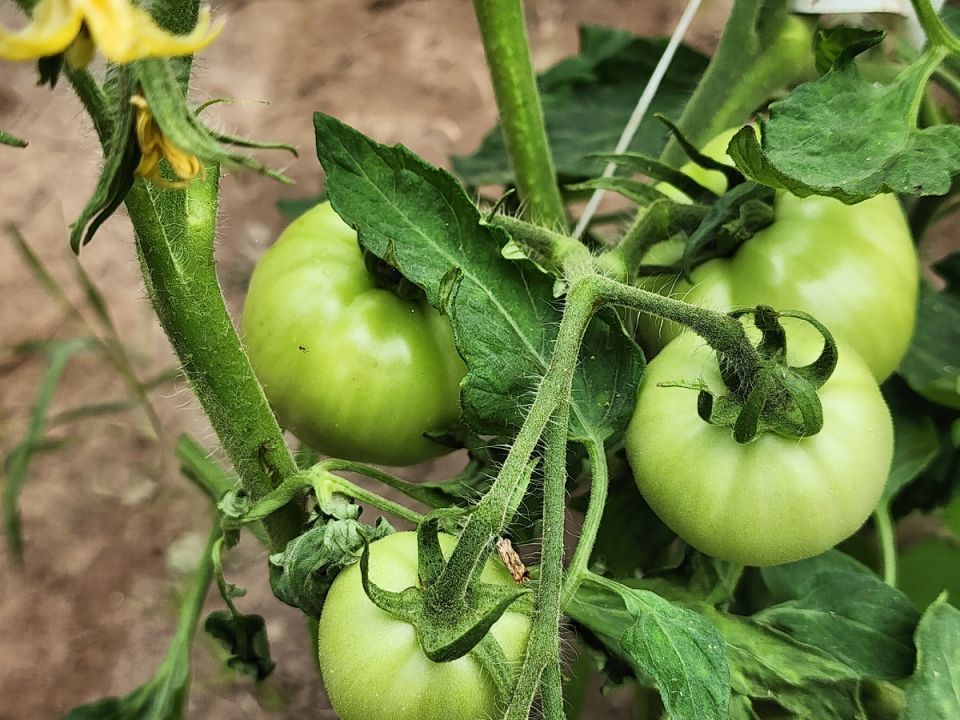 ����� �������: ������� ������ � ������� ������