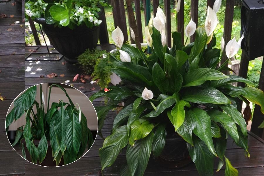 ������ ������ ������������ ����� ����� ��������� ���������� �� ����������?