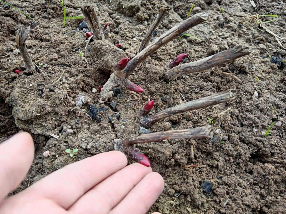 �����: ��� ������������ ���� � ������ ��� ������� ��������