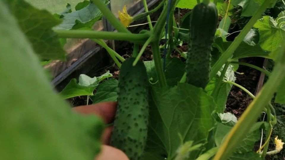 Как соседка Галя собирает богатый урожай огурцов в зной и не убивает растения