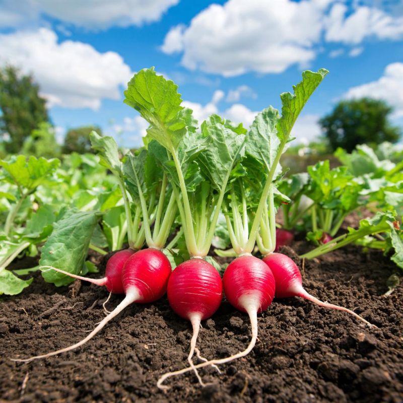 ����������� ������ ������ ������ �� ����������: ������ ��� ��������� ������