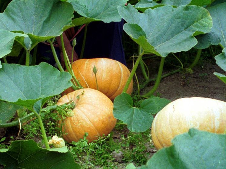 ����� ������: ������� ������� � ��������, ������� ����� �����������