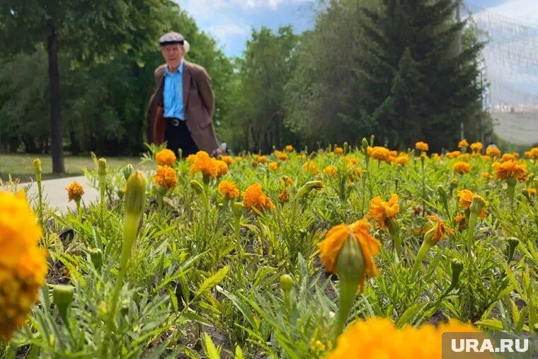 ��� ���������� ���������� ����������� � ������: ���������� � �������� ������������ ���������