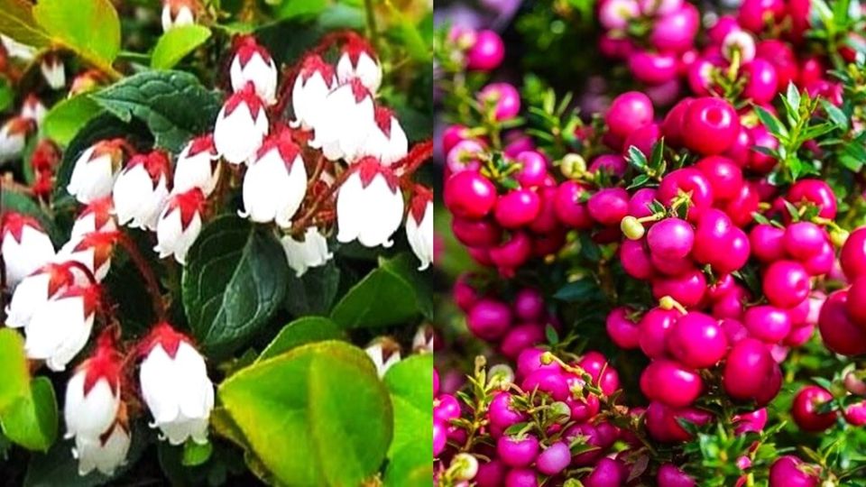 ����������: ������������ �������, ������� ����������� ��� ������� ���