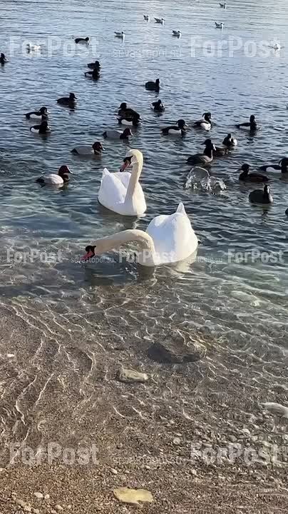      :        