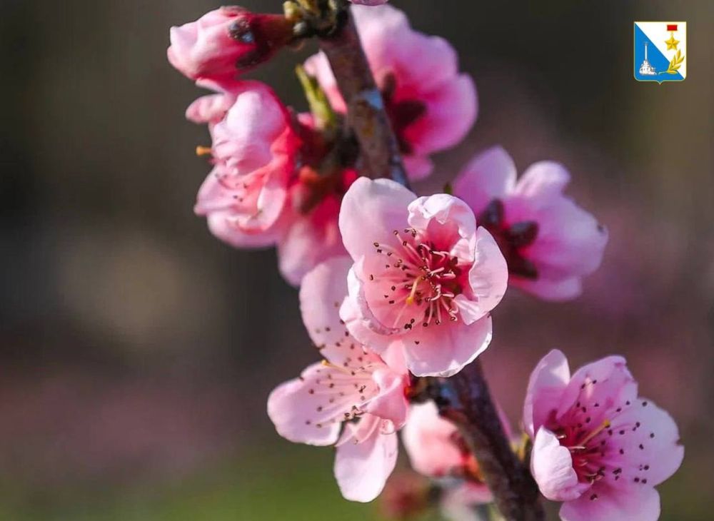 Доброе утро!. Говорят, что март приходит с цветами… А мы вам скажем – это цветы приходят с мартом! 1 марта – особая дата, когда природа начинает активно пробуждаться от зимнего сна. В этот день первые весенние цветы начинают...