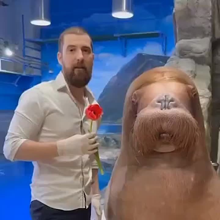 Видеооткрытка из Приморского океанариума: морж Миша поздравил женщин с Международным женским днём