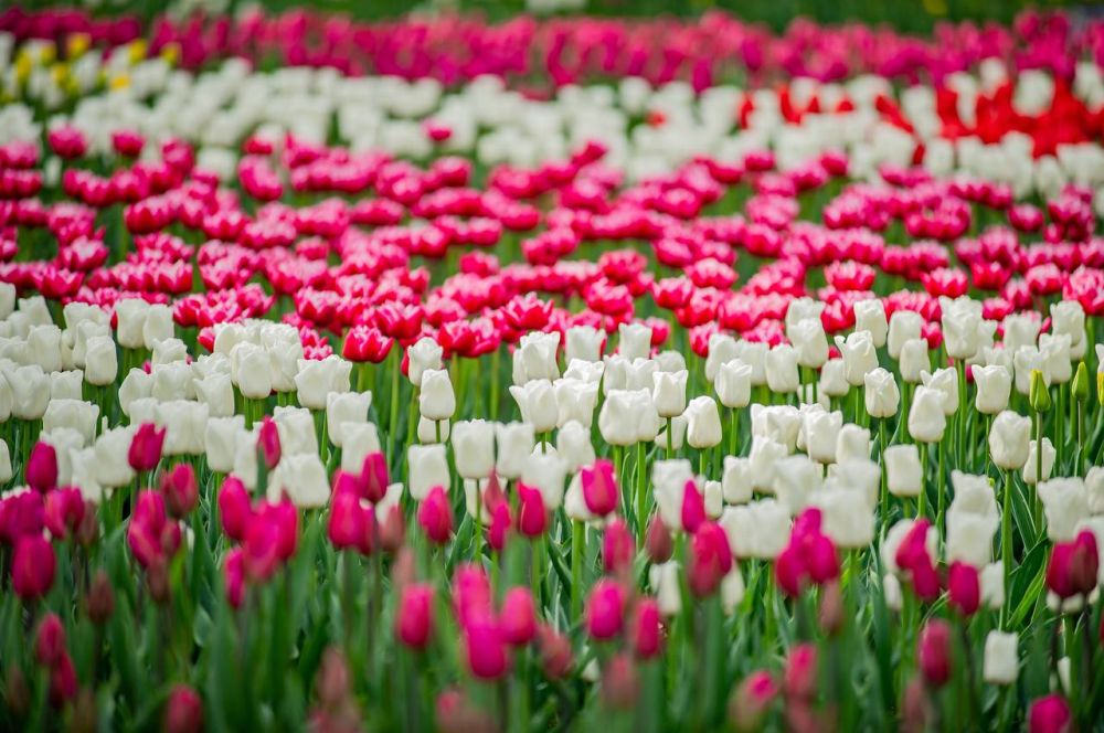 Сергей Резниченко: Милые наши женщины, девушки, девочки, поздравляю вас с прекрасным праздником — Международным женским днём!