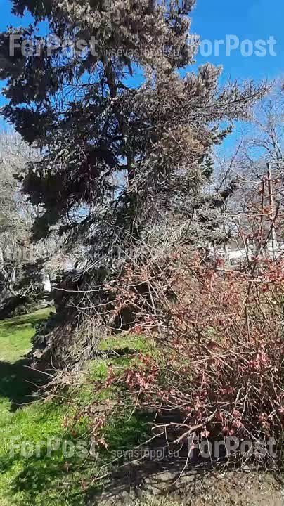 #Нам_пишут. Елочка на Приморском бульваре всё падала и падала, её подпирали, подпирали, а она взяла и засохла