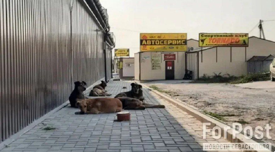 Проблему с агрессивными собаками в Севастополе будут решать в трех направлениях