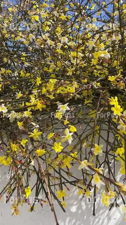 Краски весны в Севастополе