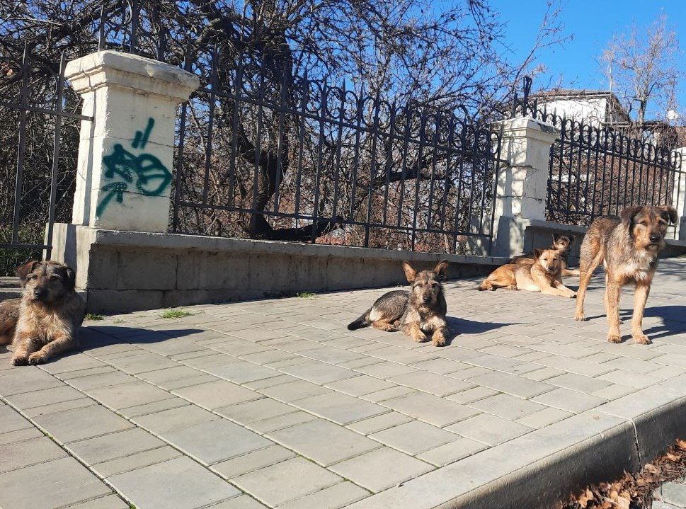 Власти Севастополя уже несколько лет не контролируют численность бездомных собак