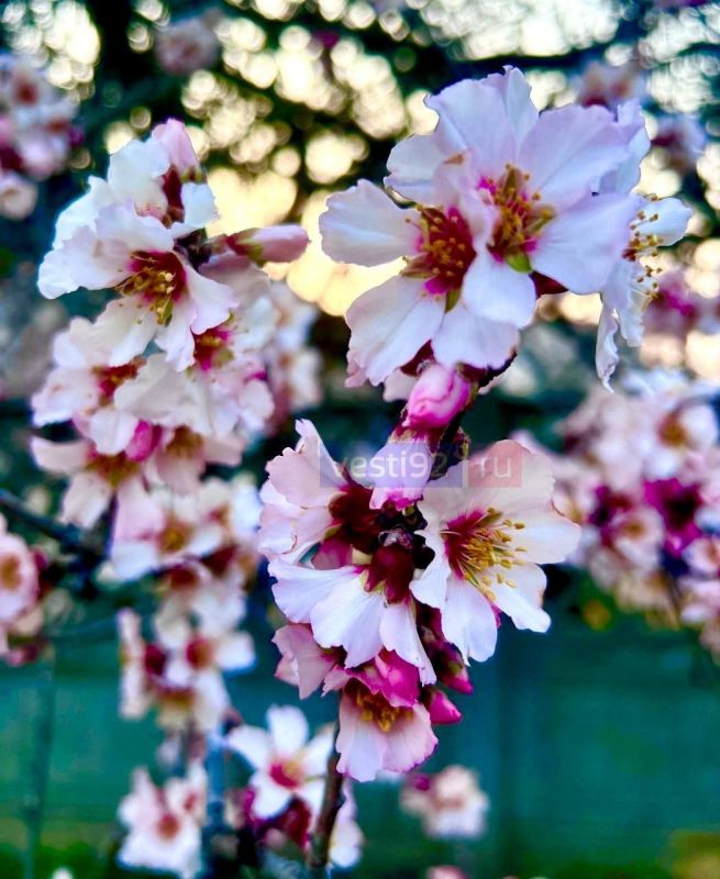 �������� �����������. ����� �����������