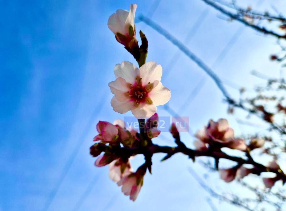 �������� �����������. ����� �����������