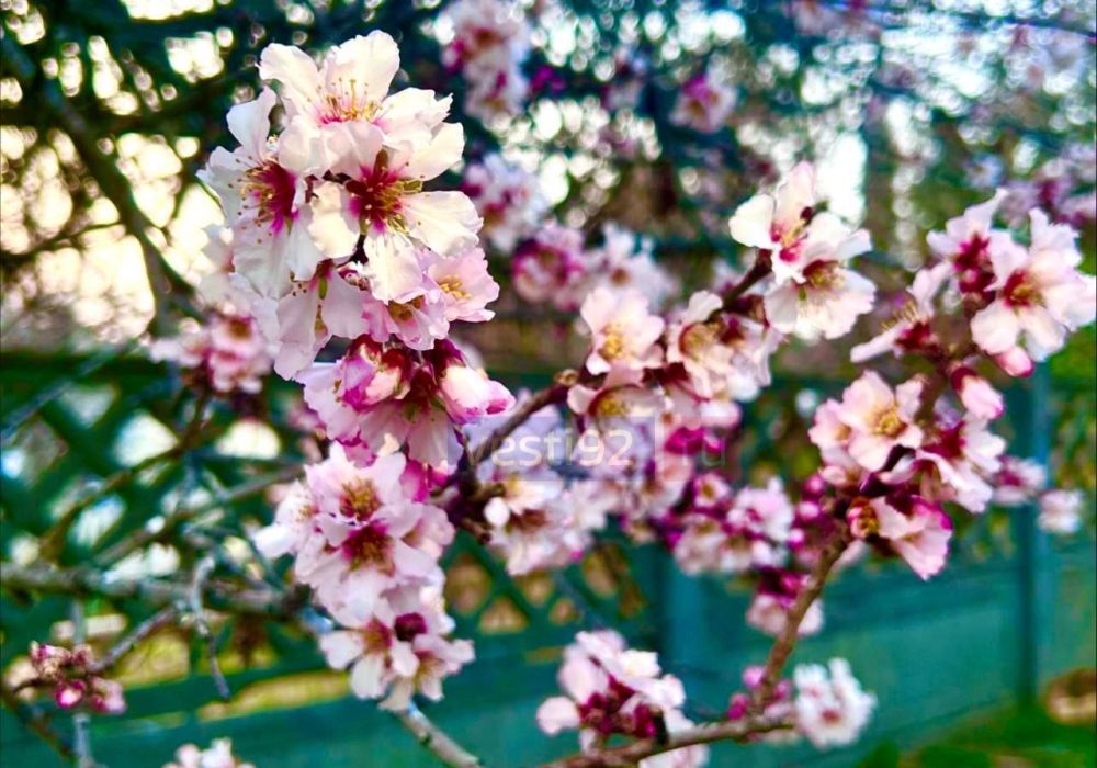 �������� �����������. ����� �����������