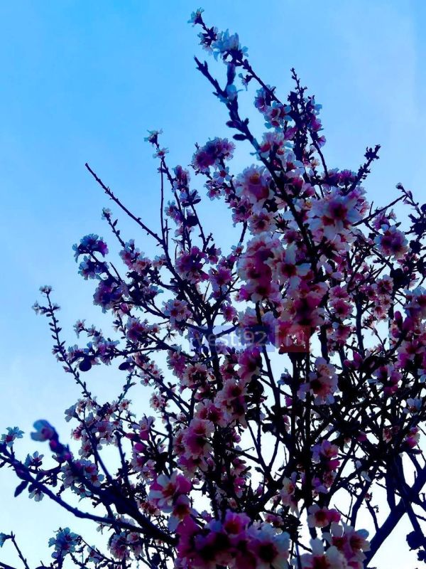 �������� �����������. ����� �����������