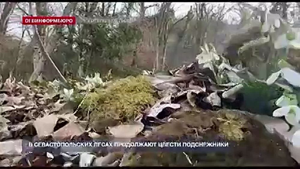 В севастопольских лесах продолжают цвести подснежники