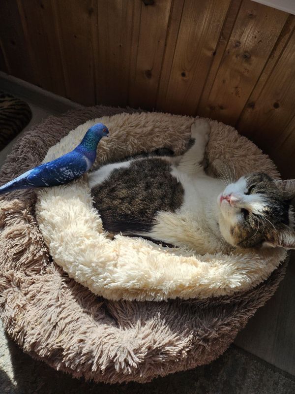 � ���� ����������� ������, ��� ��� � ����� ����