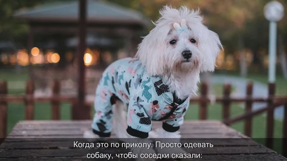 Если беспризорных животных на улицах становится все больше, как понять, что они представляют угрозу?