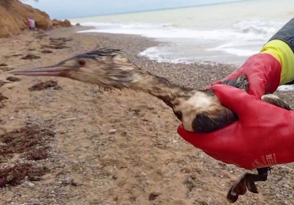 ����������� ����� �� ������ ����� ������ ��� � ���������� ���������� �������� � �������