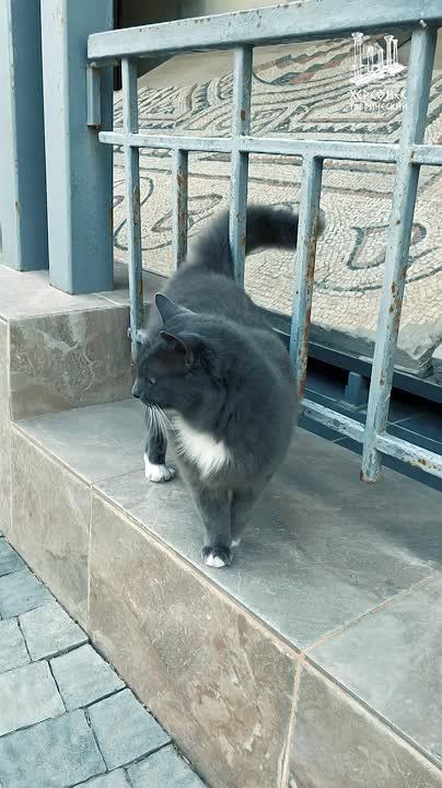 Кошка Дымка из музея-заповедника «Херсонес Таврический» вышла в полуфинал конкурса Министерства культуры России «Хвостатый хранитель 2.0»