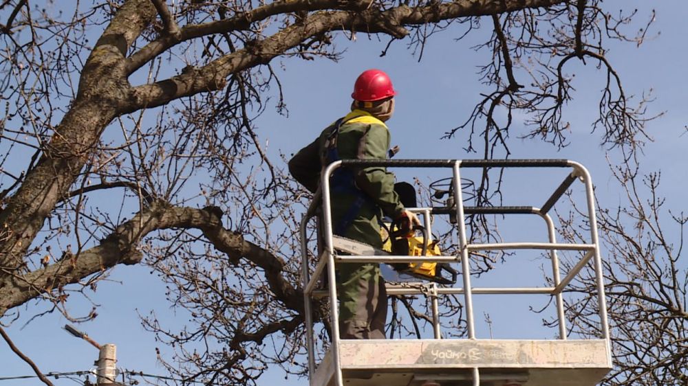 Жители Севастополя в социальных сетях жалуются на вырубку деревьев в Парке Победы