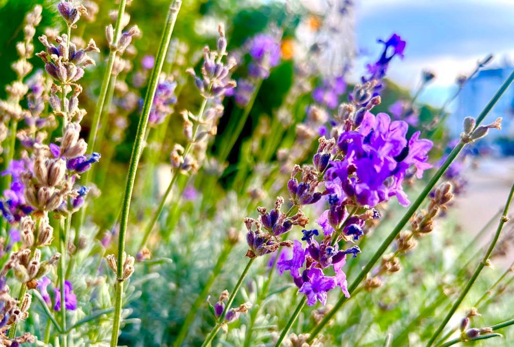 ������ ����, �����������!