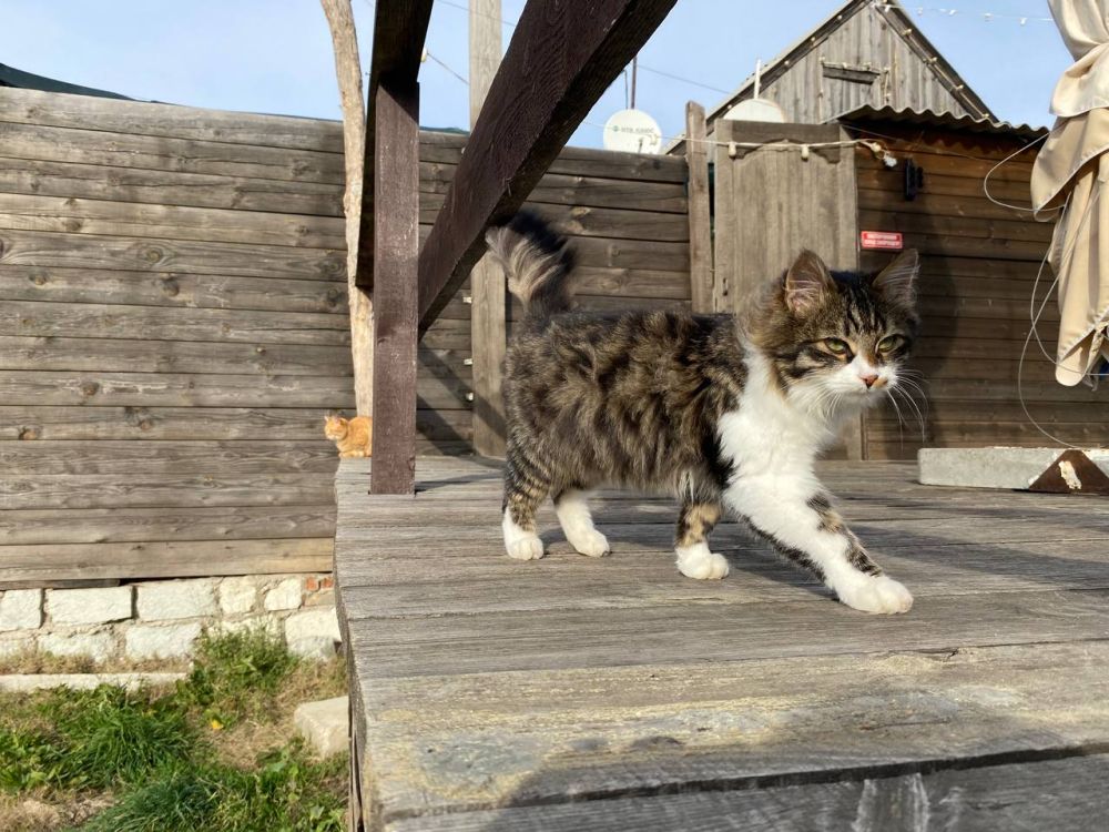 � ����������� ���������� ����������, ��� �������