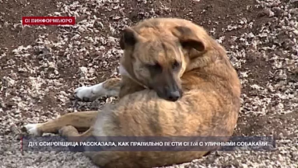 Дрессировщица поделилась советами, как вести себя с уличными собаками