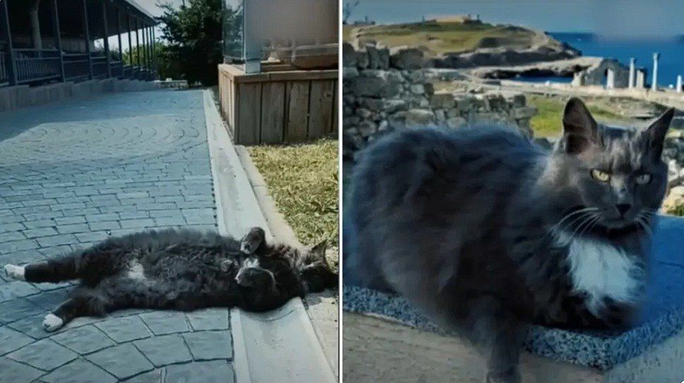 ����� ����� �� ���������� ������������ ����� ��������������� �������� �������� ������������ ���������� ��������� 2.0�, ������� �������� �������� ������