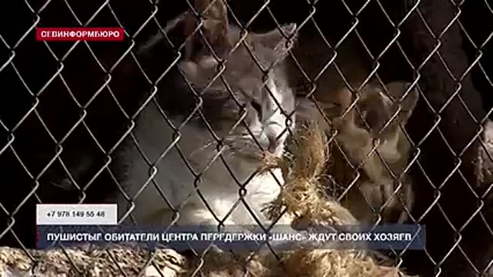 Пушистые обитатели центра передержки «Шанс» в Севастополе ждут своих хозяев