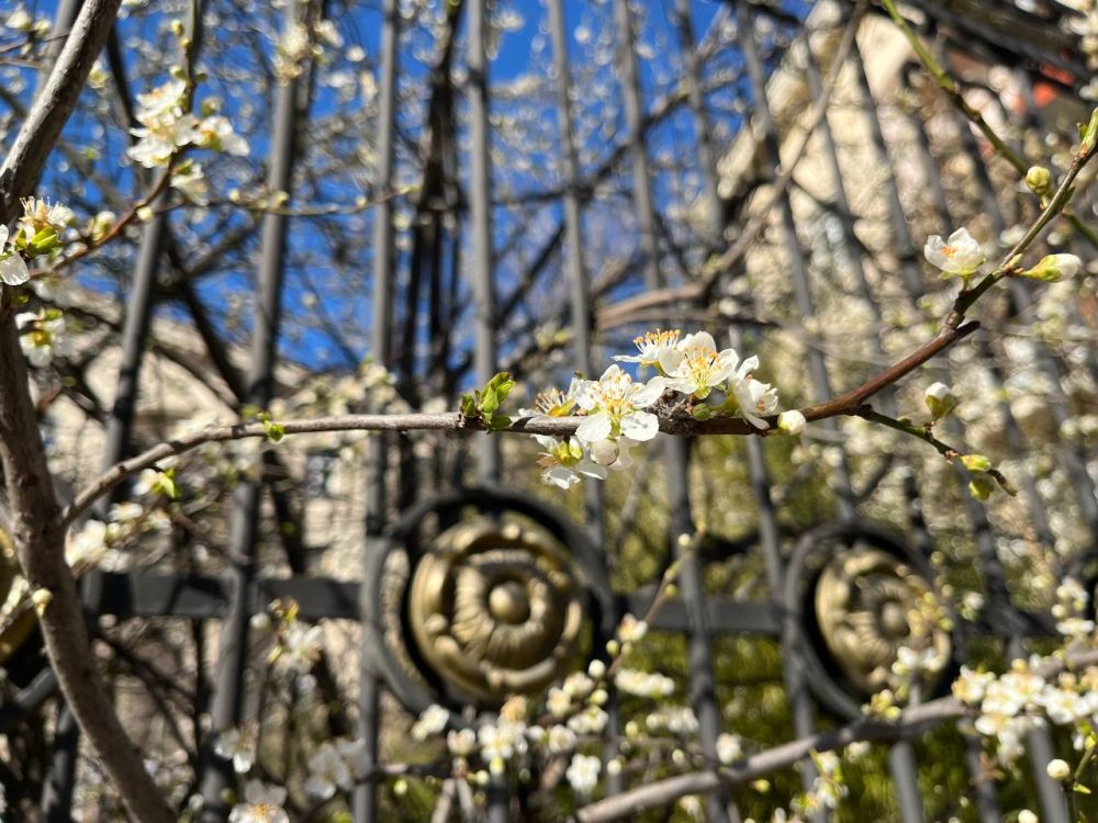 Весна красивой поступью, под птичьи трели, солнца блики — спешит порадовать всех нас!