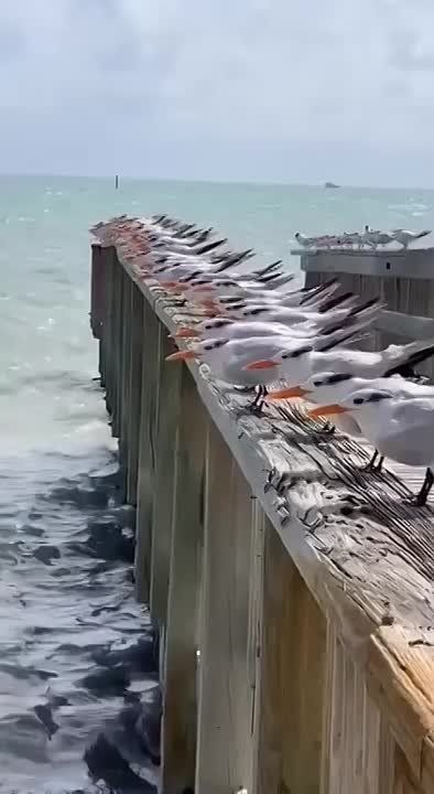 � ����� � 16 �� 19 ����� �������� ��������� ��������������