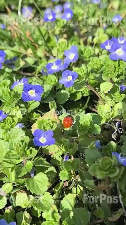 �������������� ���� ���������, �� ������ ��������