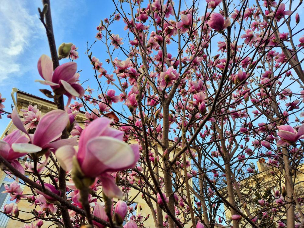 ������ ����, �����������!