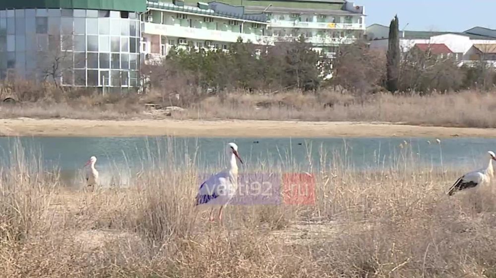 На территории рядом с пляжем Любимовка теперь обитают три аиста