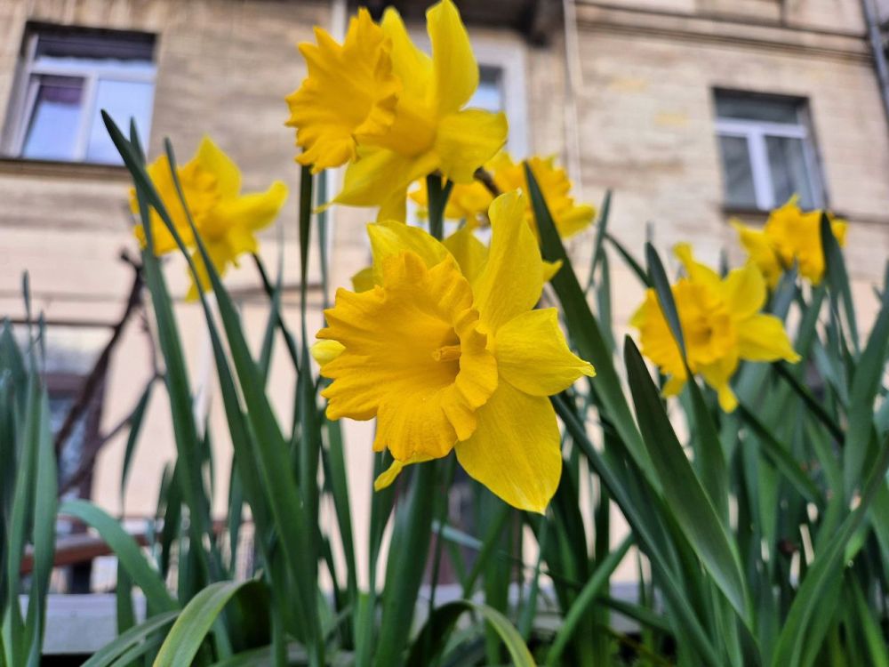 ������ ����, �����������!