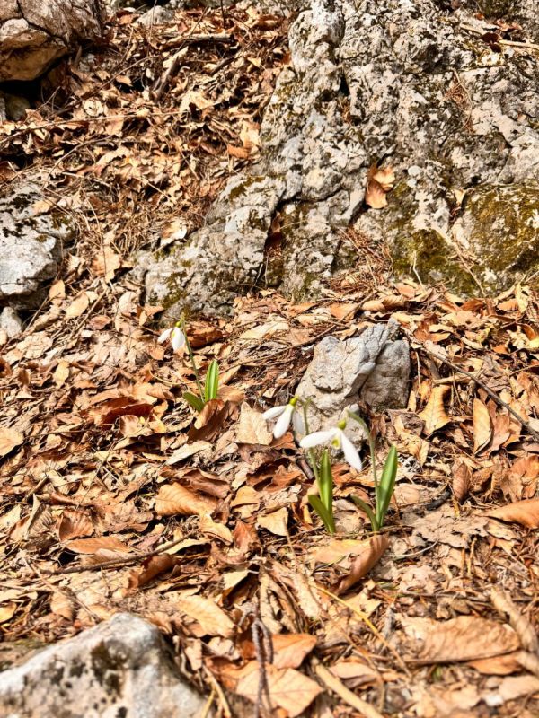 ���� �����������: ����� ���������� �� �����-���! � ������� �����, ������ �������� ���������� 1527 ������ ��� ������� ����, ����������� ����������� ���� �� ����������� ������, �����������, ������ � ����� �� ���� ��������...