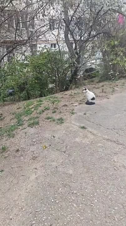 #Нам_пишут. Здравствуйте! На высоком кипарисе рядом с домом по улице Ерошенко 2, где пиццерия Piccolono, уже ТРЕТЬИ СУТКИ сидит котенок-подросток и громко мяукает