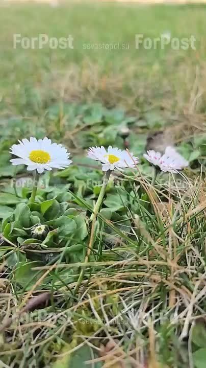 В Севастополе сегодня днём без осадков, вечером возможен небольшой дождь