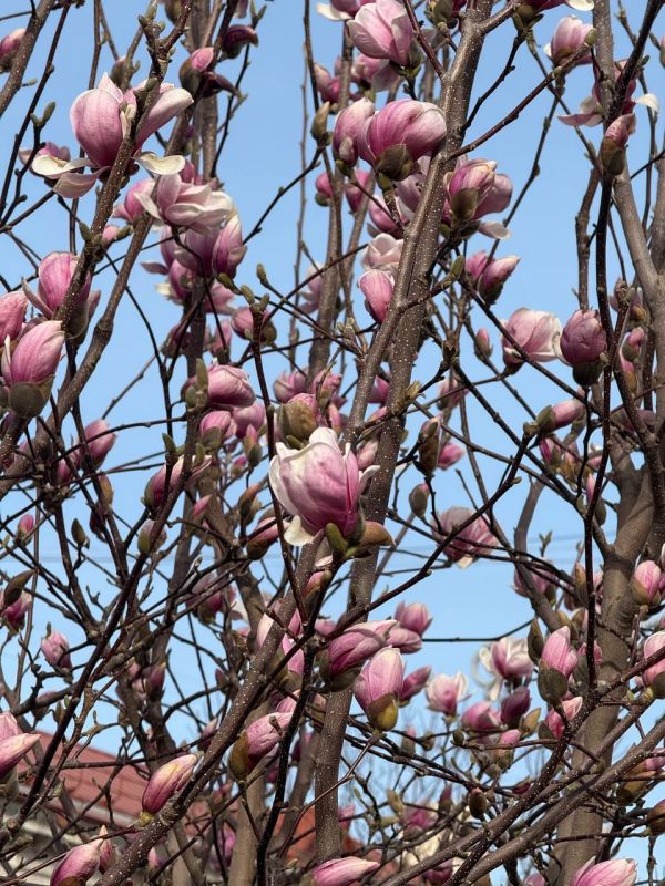 � ����������� �������, �����, ���� ������� ����� �������