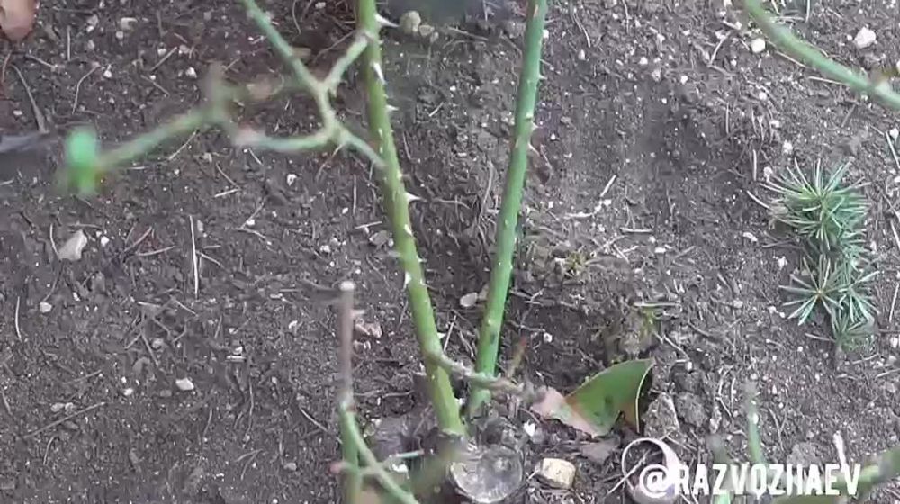 ���������� ��� ������ � ������� �������� �������� ������ ������ ��� � �����������