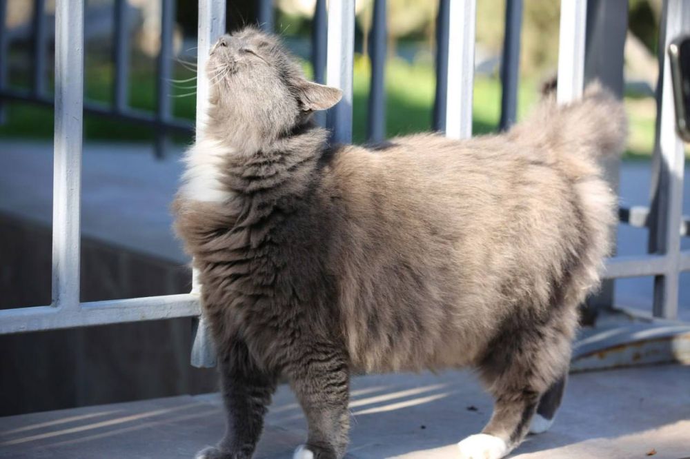 Кошка Дымка из Херсонеса участвует в конкурсе Министерства культуры России «Хвостатый хранитель 2.0»