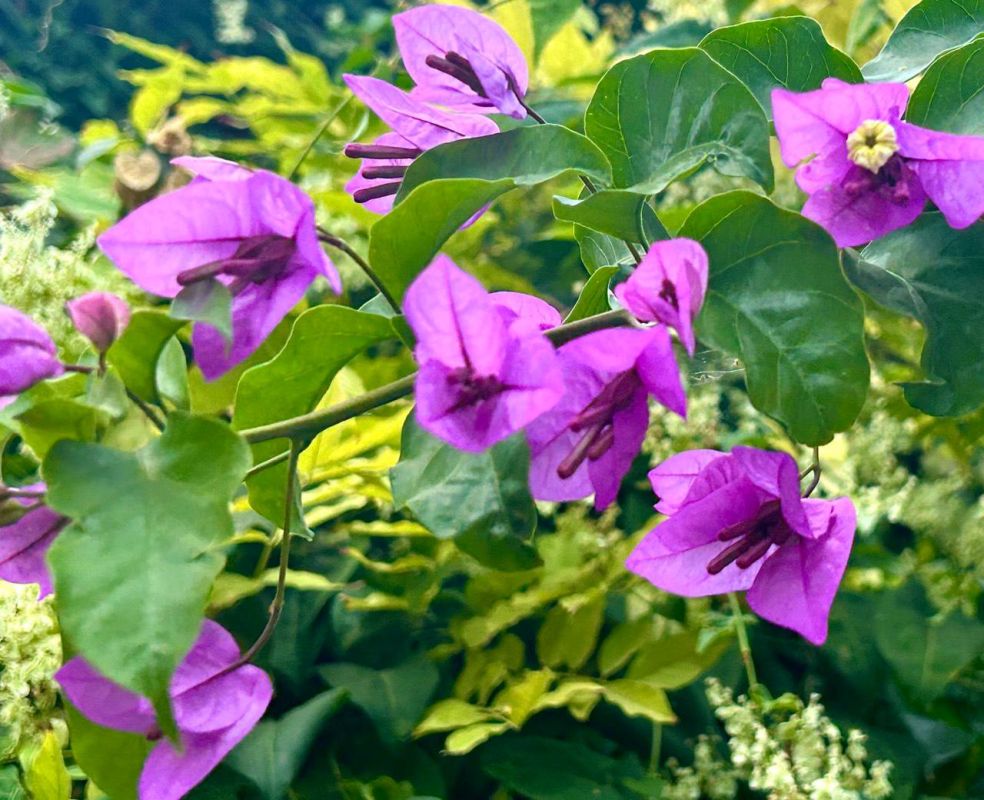 ������ ����, �����������!