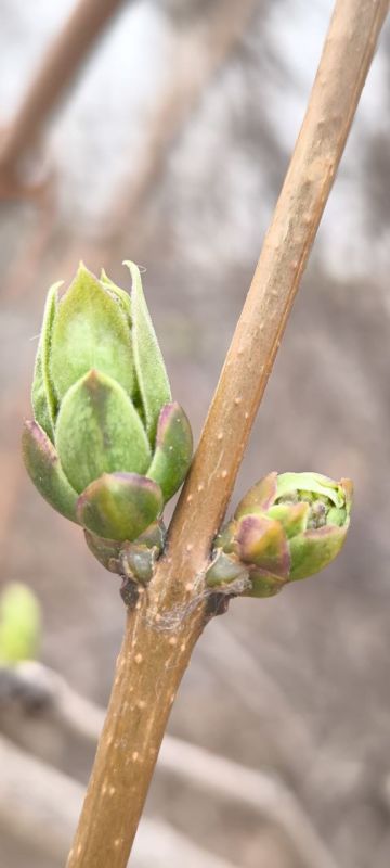 ���� ������� ����!. � ����� � ����������� ��� �������. ����� ������-�������� 10-15�/�. ����������� ������� ����� -2...0��, ���� +4...+6��, � ���� +9��