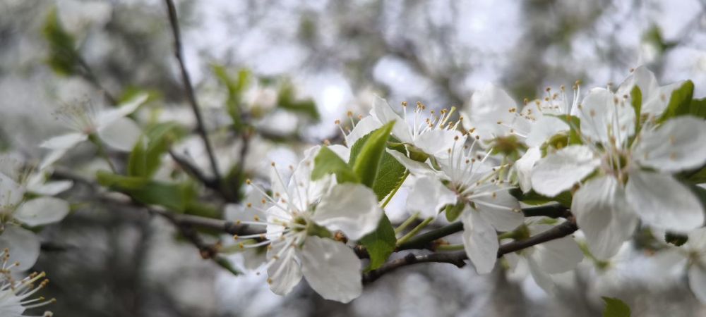 ���� ������� ����!. � ����� � ����������� ��� �������. ����� ������-�������� 10-15�/�. ����������� ������� ����� -2...0��, ���� +4...+6��, � ���� +9��