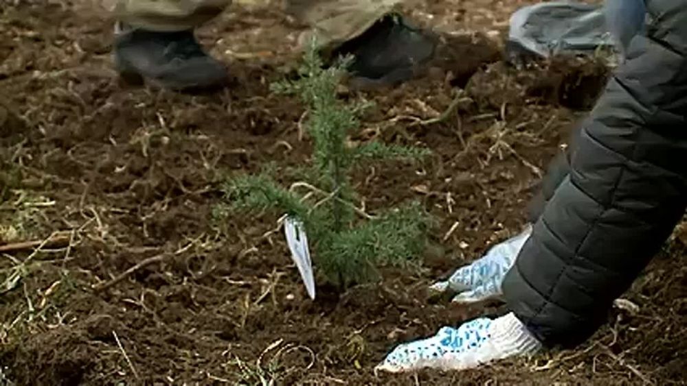 � ����������� �������� 80 ������ � ����� ��������� ����� ���� ������